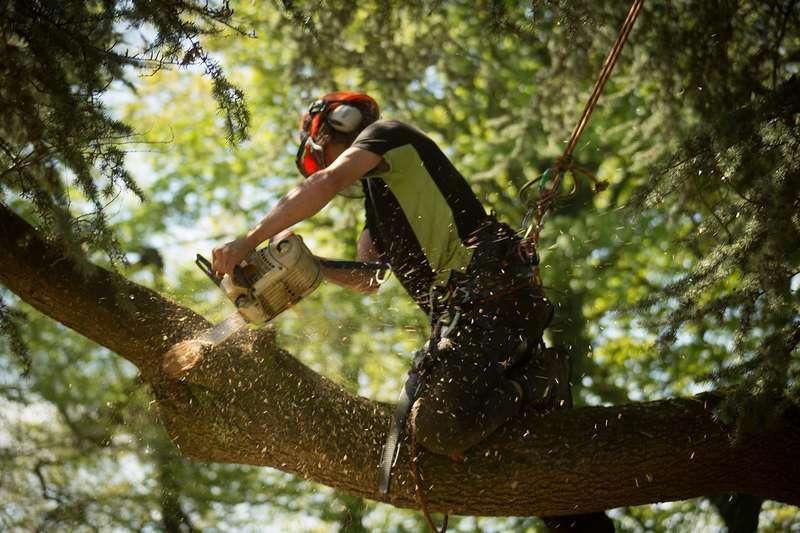 Gil’s Stump Removal